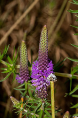 Pogostemon deccanensis