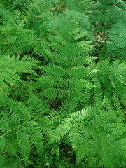 Dryopteris campyloptera