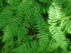 Dryopteris campyloptera