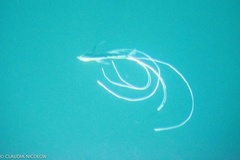 Alectis ciliaris