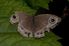 Ypthima baldus madrasa