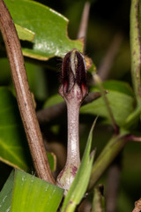 Ceropegia bulbosa