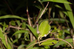 Ceropegia bulbosa