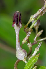 Ceropegia bulbosa