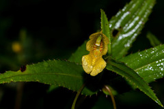 Impatiens dalzellii