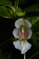 Impatiens dalzellii