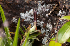 Ceropegia jainii