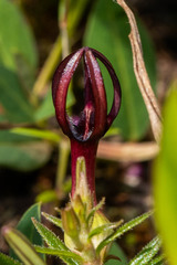 Ceropegia jainii