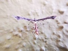 Michaelophorus indentatus