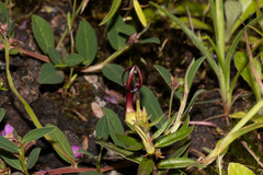 Ceropegia jainii