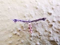 Michaelophorus indentatus