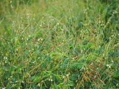 Tephrosia noctiflora