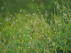 Tephrosia noctiflora