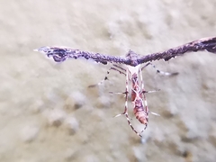 Michaelophorus indentatus