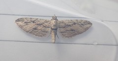 Eupithecia phoeniceata