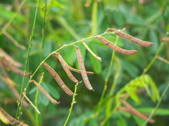 Tephrosia noctiflora