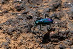 Cicindela whithillii