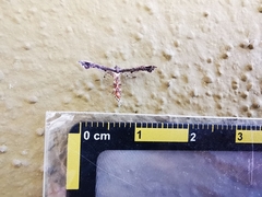 Michaelophorus indentatus