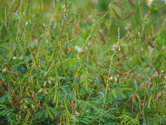 Tephrosia noctiflora