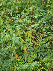 Tephrosia noctiflora