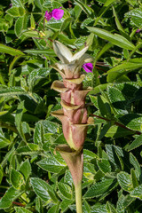 Curcuma caulina