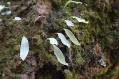 Elaphoglossum rzedowskii