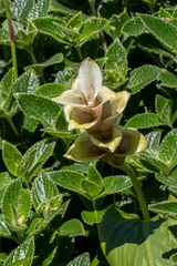 Curcuma caulina