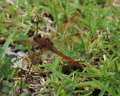 Libellula needhami