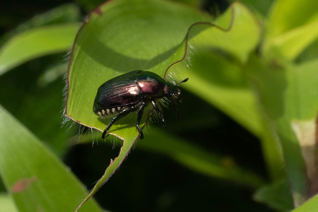 Popillia nasuta