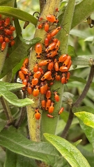 Oncopeltus fasciatus