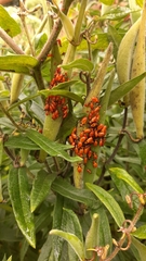 Oncopeltus fasciatus