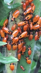 Oncopeltus fasciatus