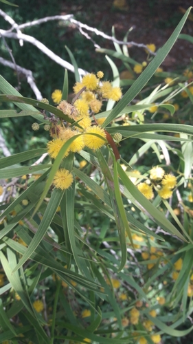 Acacia confusa observed 2017-07-12