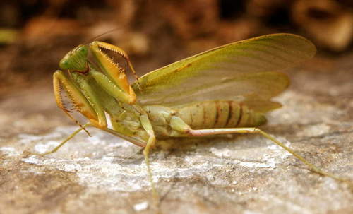 African Lined Mantis