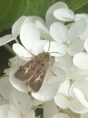 Cerapteryx graminis