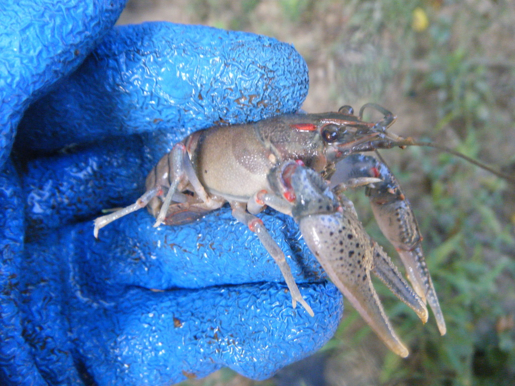 Kisatchie Painted Crayfish