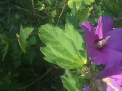 Hibiscus syriacus