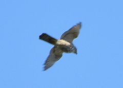 Accipiter badius