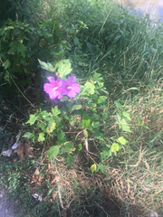 Hibiscus syriacus