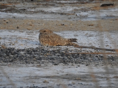 Caprimulgus aegyptius