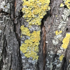 Xanthoria parietina