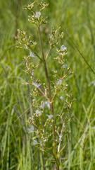 Valeriana edulis