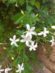 Jasminum