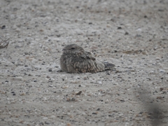 Caprimulgus aegyptius