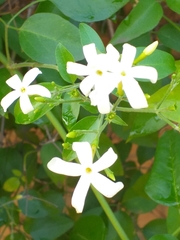 Jasminum