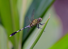 Orthetrum sabina