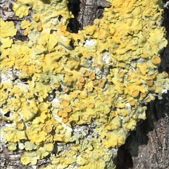 Xanthoria parietina