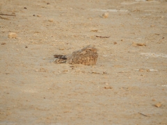 Caprimulgus aegyptius