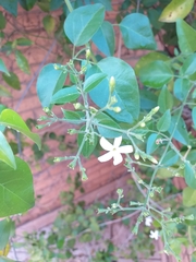 Jasminum
