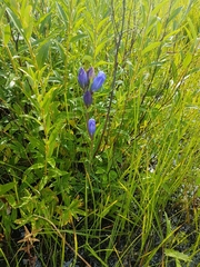Gentiana triflora